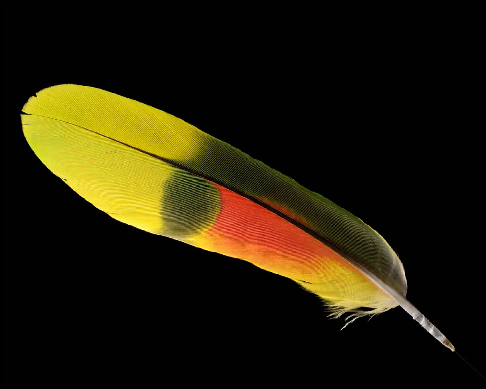 Blue Fronted Amazon