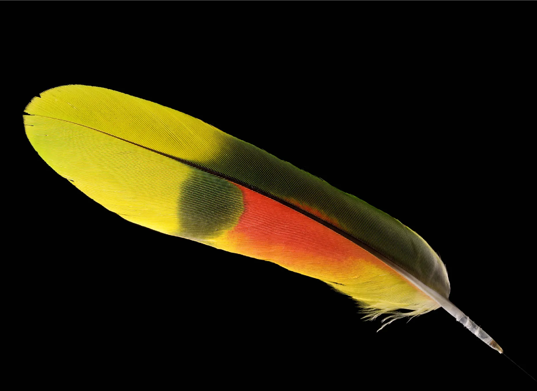 Blue Fronted Amazon