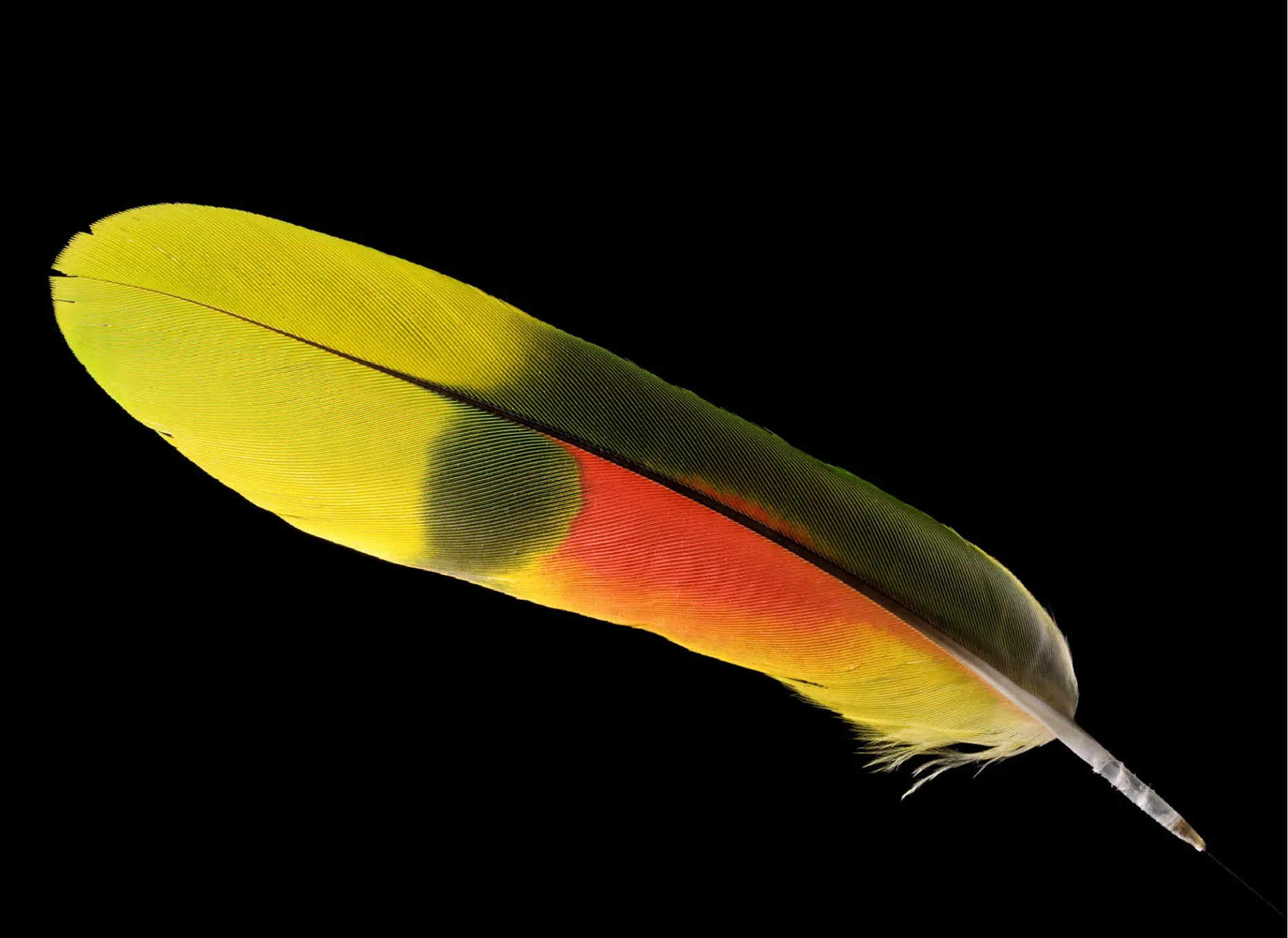 Blue Fronted Amazon