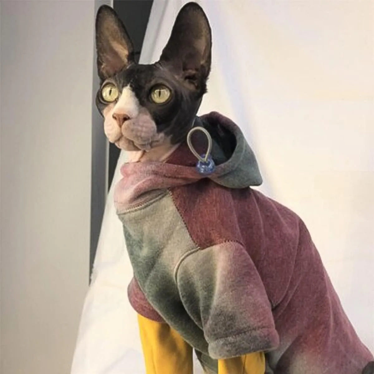 DUOMASUMI Sphynx Cat Clothes Hairless Cat Clothes Devon Rex Clothing Autumn Winter Fleece-Lined Warm Cats Jacket for Small Dog Cat Hoodie (M)