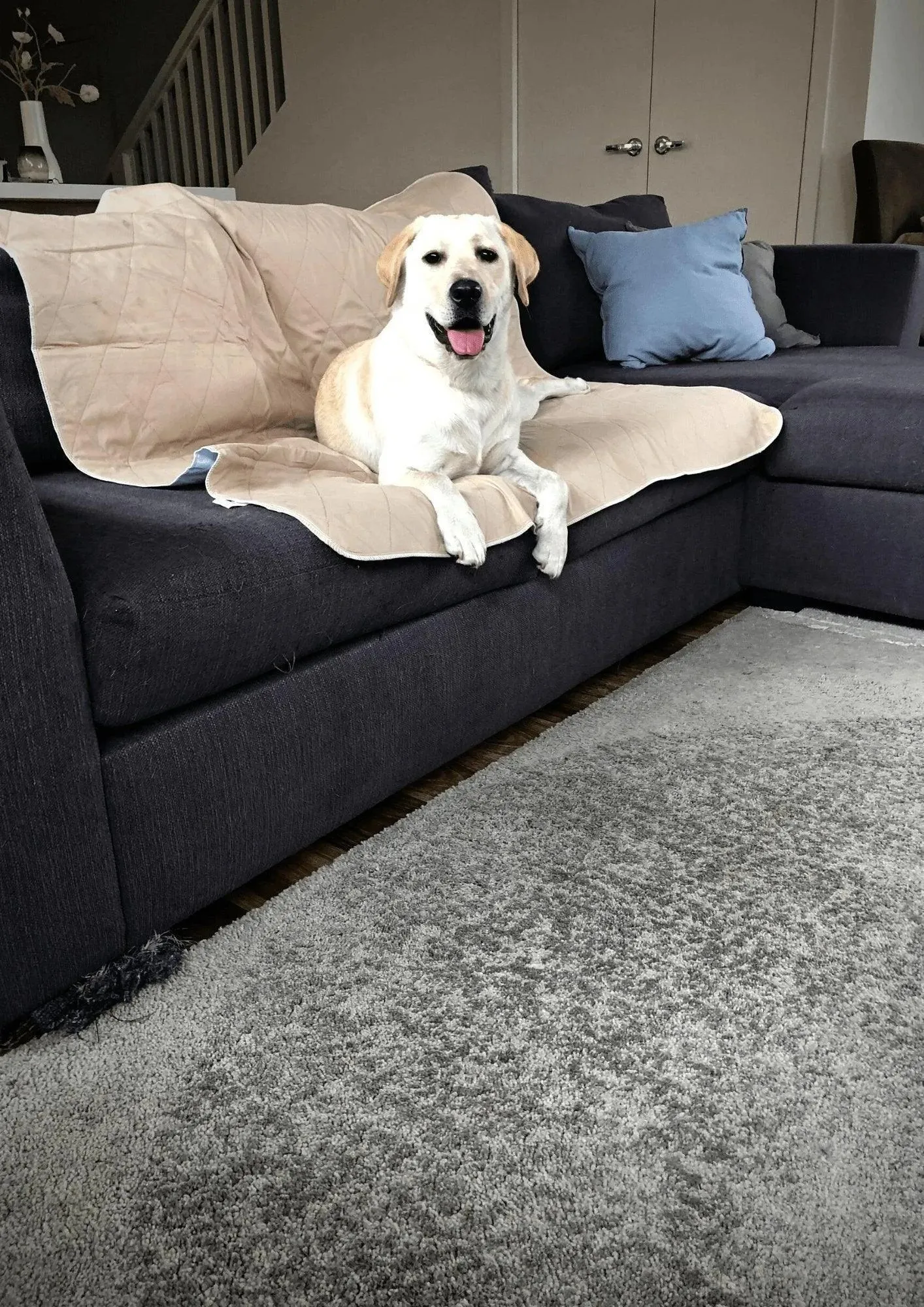 PaWz Washable Pee Pads for Dog - Reusable Mat