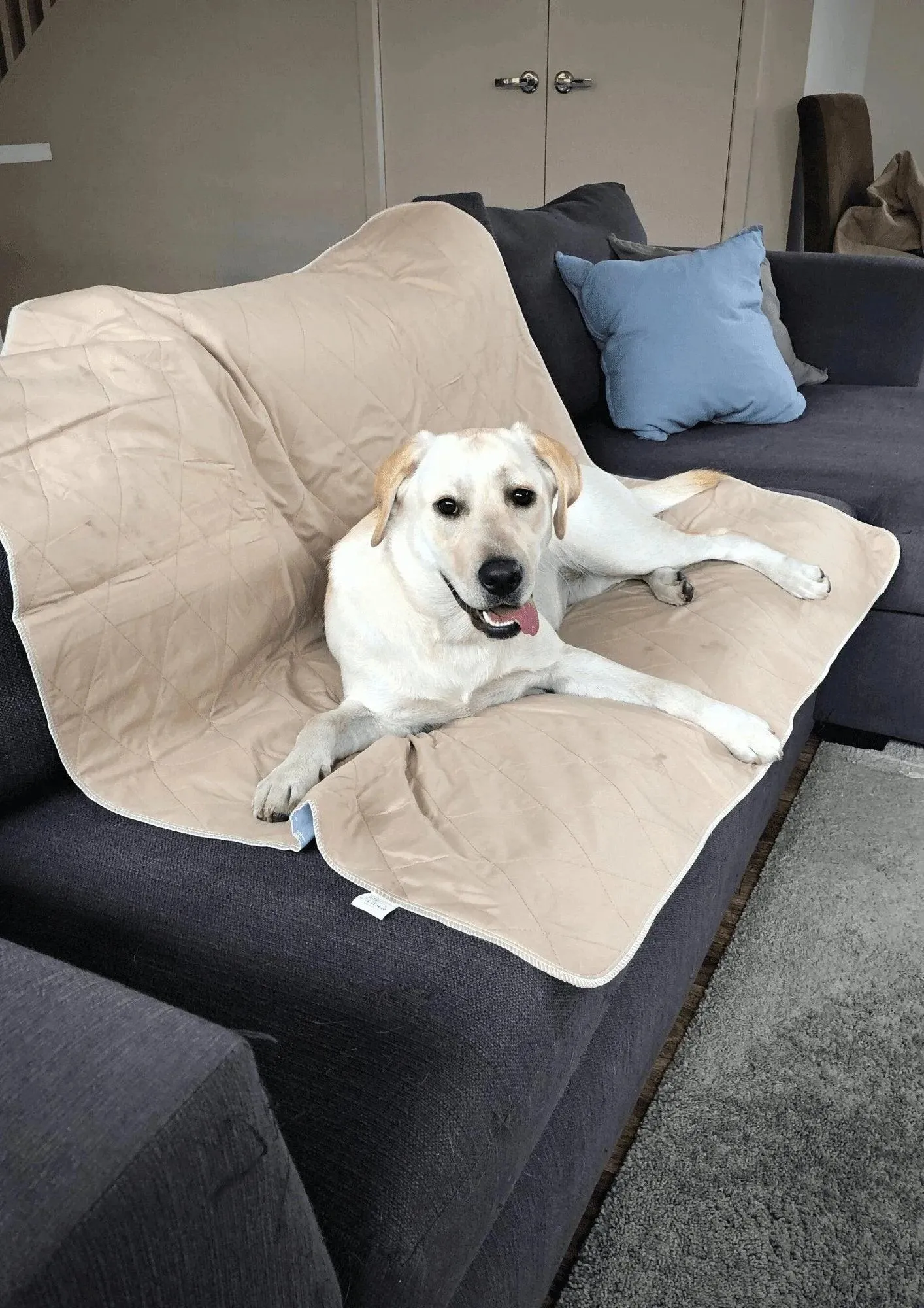 PaWz Washable Pee Pads for Dog - Reusable Mat