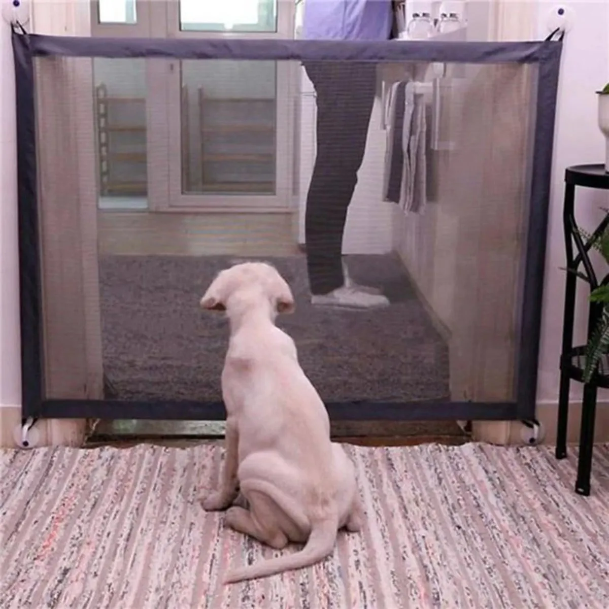 Pet Mesh Gate